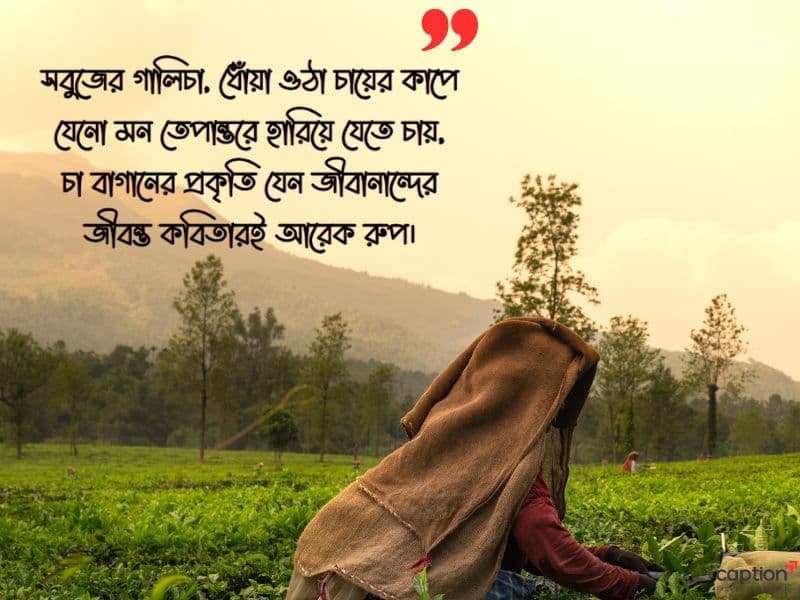 চা বাগান নিয়ে ক্যাপশন