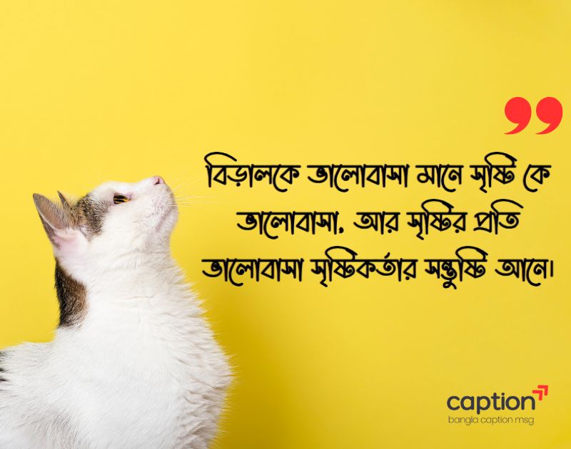 বিড়াল নিয়ে ইসলামিক ক্যাপশন
