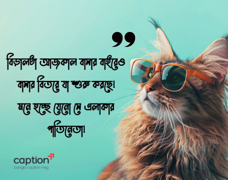 বিড়াল নিয়ে ক্যাপশন