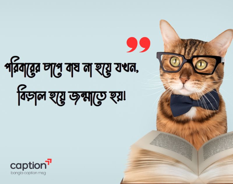বিড়াল নিয়ে ফানি ক্যাপশন
