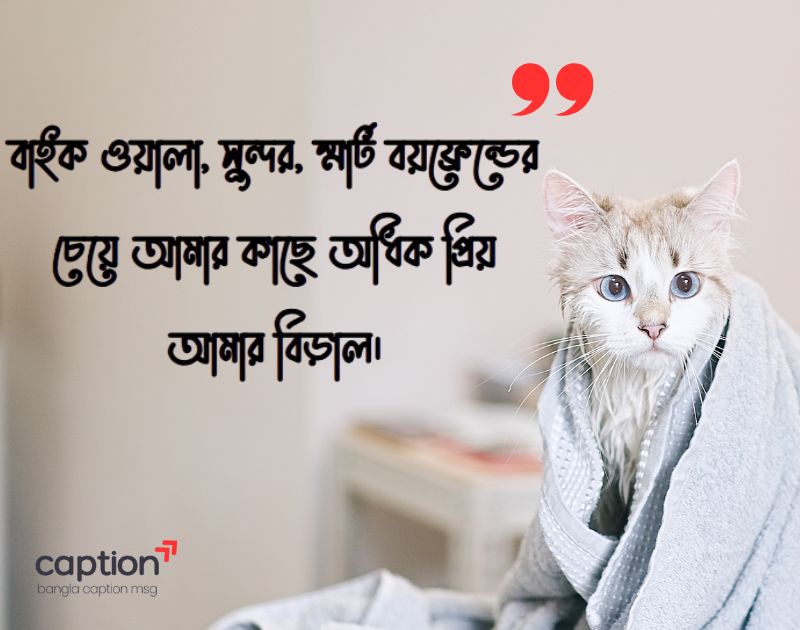 বিড়াল নিয়ে ভালোবাসার ক্যাপশন