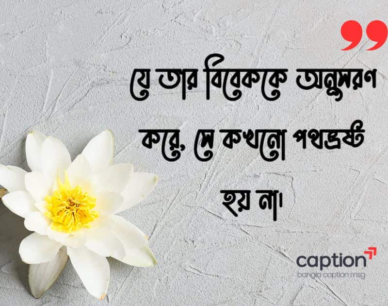 বিবেক নিয়ে ইসলামিক স্ট্যাটাস
